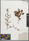 Foto von Salix starkeana Willd.
